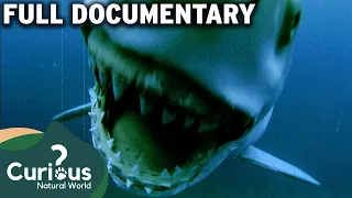 The Fragility Of A Threatened Nature 💔 | Underwater EXTINCTION | Curious?: Natural World