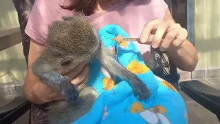 "Urgent Rescue Mission: Saving a Juvenile Monkey from Cruelty and Tragedy"