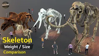 Creatures Skeleton size comparison 3D | Animal Skeleton weight and size  | Extinct animal