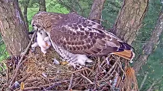 Leucistic Red Tailed Hawk~😮Extremely strange behavior from first time dad~9:40 am 2023/01/05