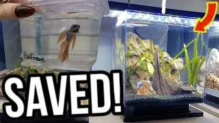 🚑 Saved a BETTA Fish from DEATH! (Aquascape & Fish Rescue) AMAZING Transformation! #4