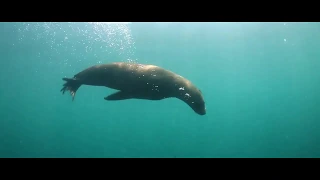 Amazing Wild Dolphins doing Spinner Jumpings HD video