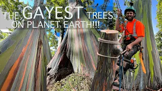 TASTE THE RAINBOW!!! Working on some Amazing Rainbow Eucalyptus Trees in Hawaii With Oahu Tree Works