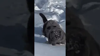 МЫ БАНДИТО, ГАНГСТЕРИТО😊