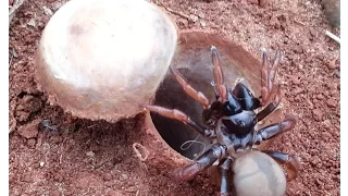 Aranha de Alçapão