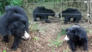 Three bears ready to be released to the jungle ( Part 2)