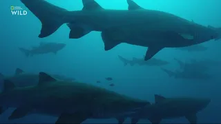 За что самка обыкновенной песчаной акулы (Carcharias taurus) съела самца в океанариуме Сеула ?
