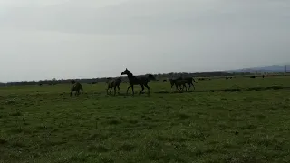 Жеребец защищает табун даже от людей