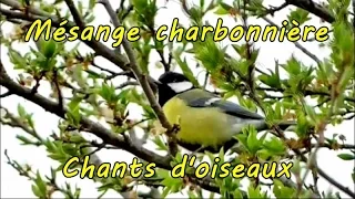 Great tit - Singing(Song) of bird