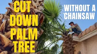 Best Way to Cut Down a Palm Tree without a Chainsaw