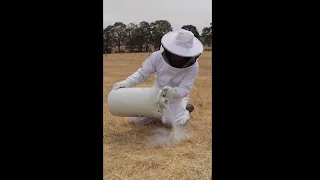 Liquid Nitrogen Vs. Yellow Jacket Nest - Youtube Shorts Version -  Mousetrap Monday #Shorts