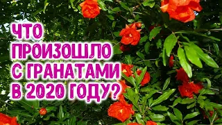 Что произошло с гранатами в 2020 году?