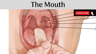 The Mouth | Parts | Lips | Cheeks | Gums | Vestibule | Oral Cavity Proper | Boundaries | Sublingual