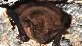 How to control bats in and around the house