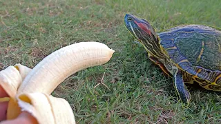 Turtles Don't Love Bananas