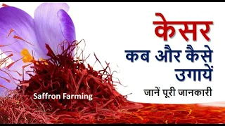 केसर की खेती कब और कैसे करें जाने पूरी जानकारी | When and how to cultivate saffron know full details