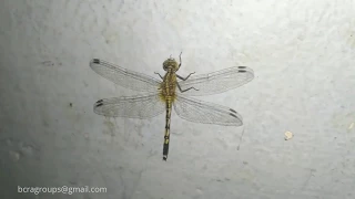 Sky Hunters :The World of the Dragonfly at home / The Secrets of Nature