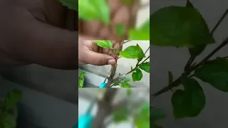 Hibiscus Grafting Technique | #shorts #gardening #grafting