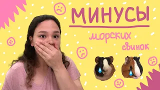 МИНУСЫ МОРСКИХ СВИНОК/ минусы содержания морской свинки🫣🤯/ что нужно для ухода (содержания)