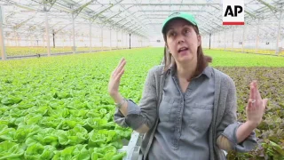 Giant Rooftop Greenhouse Sprouts in Chicago