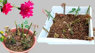 How to Grow Roses Without Roots Using Toilet Paper | Roses Propagation From Cutting