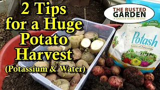 My 2 Tips for a Massive Container Potato Harvest: How to Grow Potatoes 'Better' in Containers.