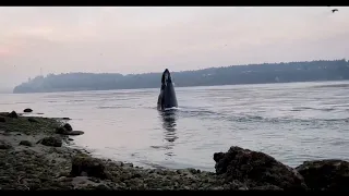 Humpbacks whales make a splashing comeback in Puget Sound