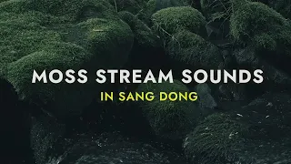 (4K) A moss stream located in Yeong Wol with nature sounds for your good sleep.