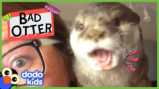 Bad Behaved Otter Gets Away With Everything | Bad Boys | Dodo Kids