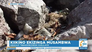 Kiikino Ekizinga Abantu Gyebawangaala n’Emisota, Abakazi Tebakkirizibwa Kusulayo