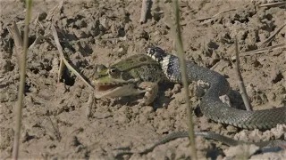 Grass snake tries to eat a frog / Ringelnatter versucht einen Frosch zu fressen