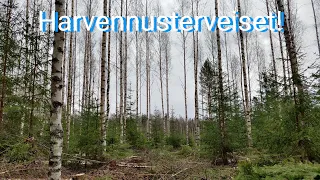 Harvennusterveisiä, välipäivitystä hakkuilta