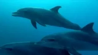 Дельфины на Красном море