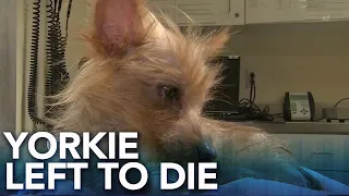 LEFT TO DIE: Yorkie recovering after being found in sealed container