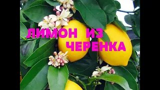 ЛИМОН ИЗ ЧЕРЕНКА..ЧЕРЕНКОВАНИЕ..МОЙ ОПЫТ..