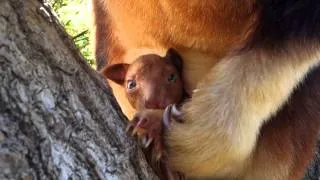 Tree Kangaroo Joey emerges from mother's pouch at Taronga Zoo