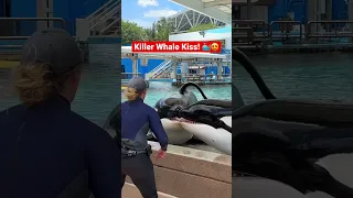 Orca Whale Kiss with Trua and Makaio! 🐳😍 #killerwhale #seaworld #shorts