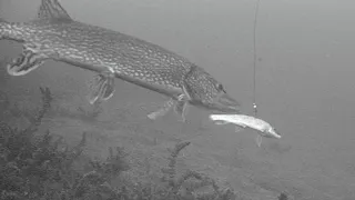 BIG PIKE RUINED MY DAY! Ice Fishing with Underwater Camera