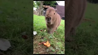 cute capybara # youtube shorts #