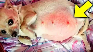 Vet Sees Dog's Belly Growing When You Look Inside You Get Scared