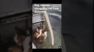 Dog rescues cat
