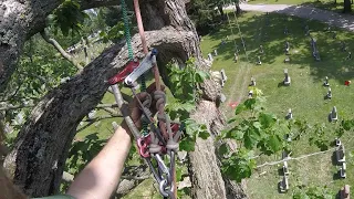 Double Rope SRT Climb  |  Arborist Climbing Techniques