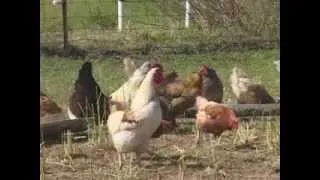 Pastured Poultry - Broilers