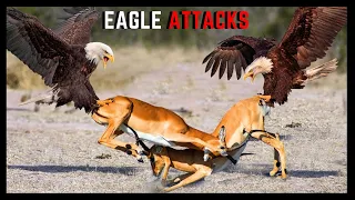 10 Best Eagle Attacks on Humans And Animals