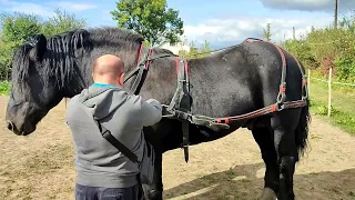 ЖЕРЕБЕЦЬ ПЕРШЕРОН НА ПРОДАЖУ 💵/ЛОШАК ПО ФАКІРУ НА ПРОДАЖУ/ЗАМОВИЛИ УПРЯЖ НА ДЖОКЕРА 🃏