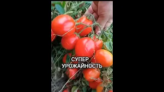 СУПЕР урожайные томаты для открытого грунта . #томаты #урожай #открытыйгрунт