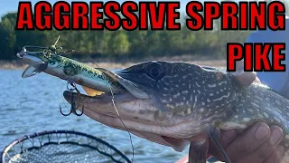 Fishing For Spring Northern Pike!