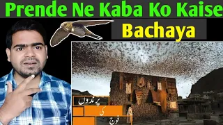Indian Reaction 😱 Birds Defending KAABA _ Urdu Dubbed _ (پرندے کعبہ کا دفاع کرتے ہیں)