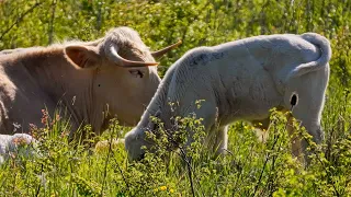 Cute Calfs and white Cows | Nikon P950