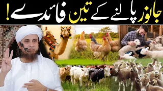 Farming/Janwar Palne Ke 3-Faide 🐫🐃🐄🐂🐮 | Mufti Tariq Masood